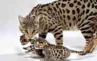 Cat savannah - koľko stojí malý domáci gepard